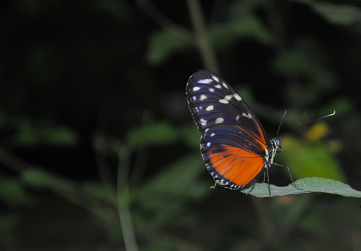 Butterfly Home